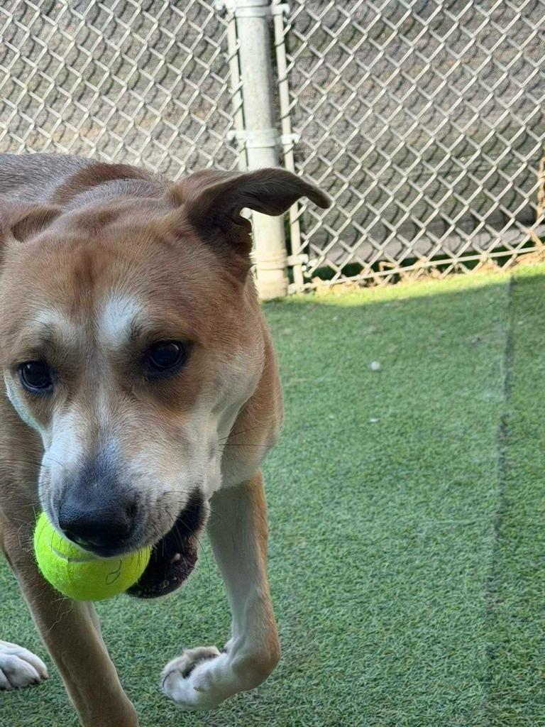 Rosalina, Adoptable, Young Female Labrador Retriever & German Shepherd Dog.