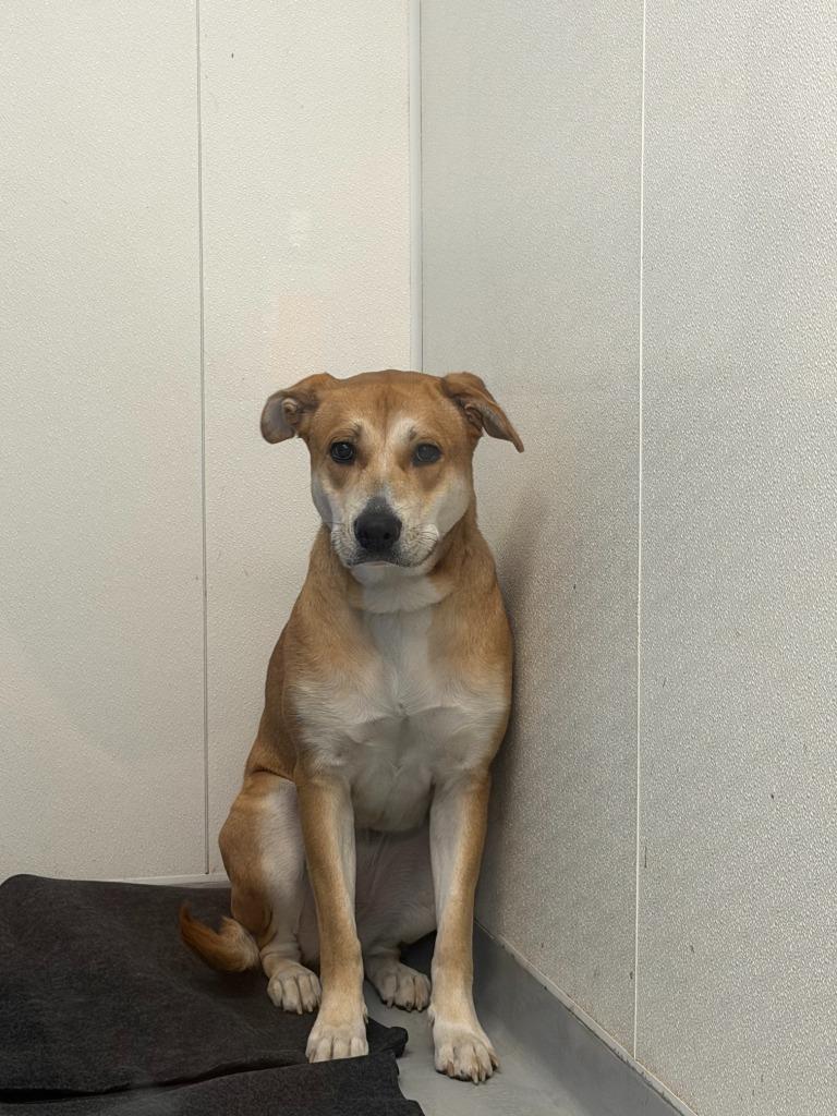 Enlarge Rosalina, a Adoptable mixed breed in New Kensington, PA image 2/6