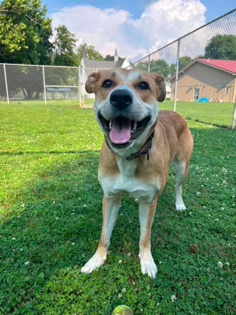 Enlarge Rosalina, a Adoptable mixed breed in New Kensington, PA image 3/6