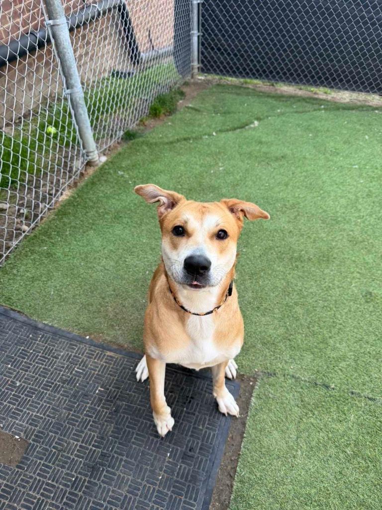 Enlarge Rosalina, a Adoptable mixed breed in New Kensington, PA image 4/6