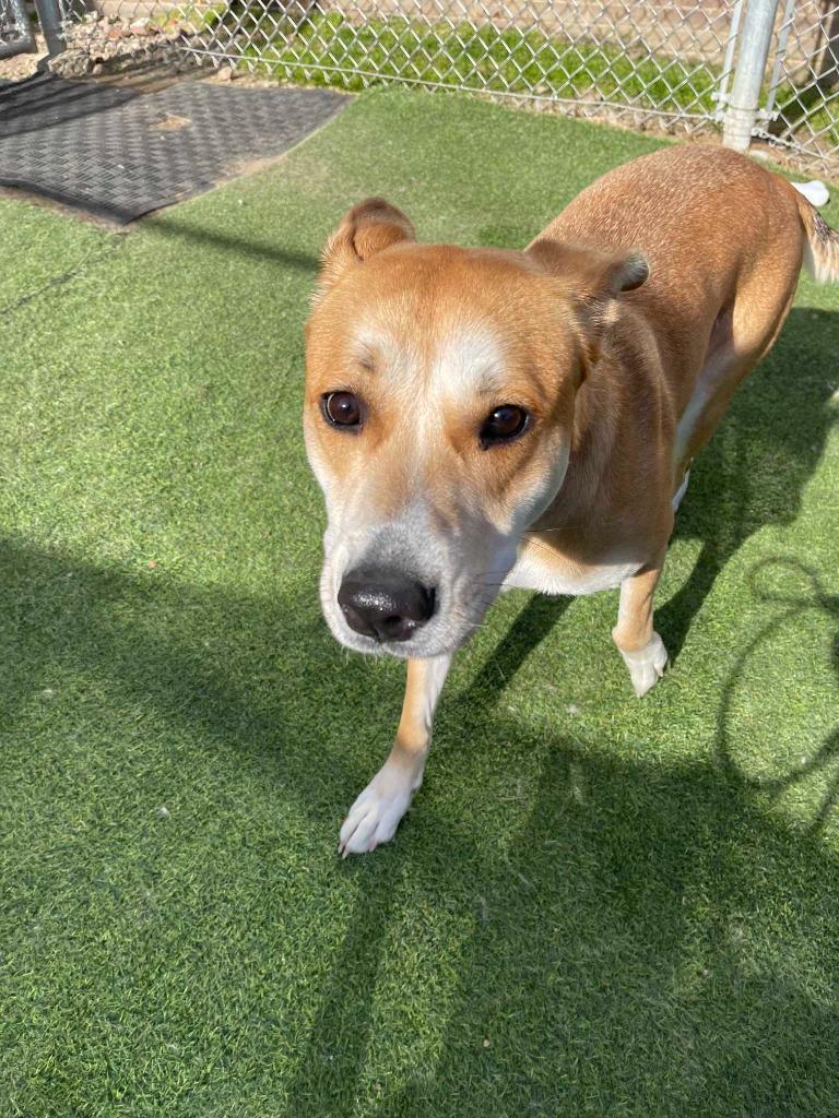 Enlarge Rosalina, a Adoptable mixed breed in New Kensington, PA image 6/6