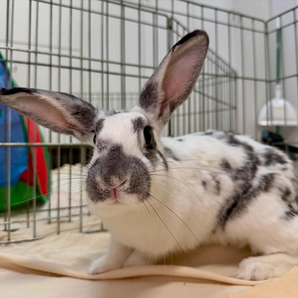 Enlarge Eggnog, a Adoptable English Spot in Pflugerville, TX image 1/3