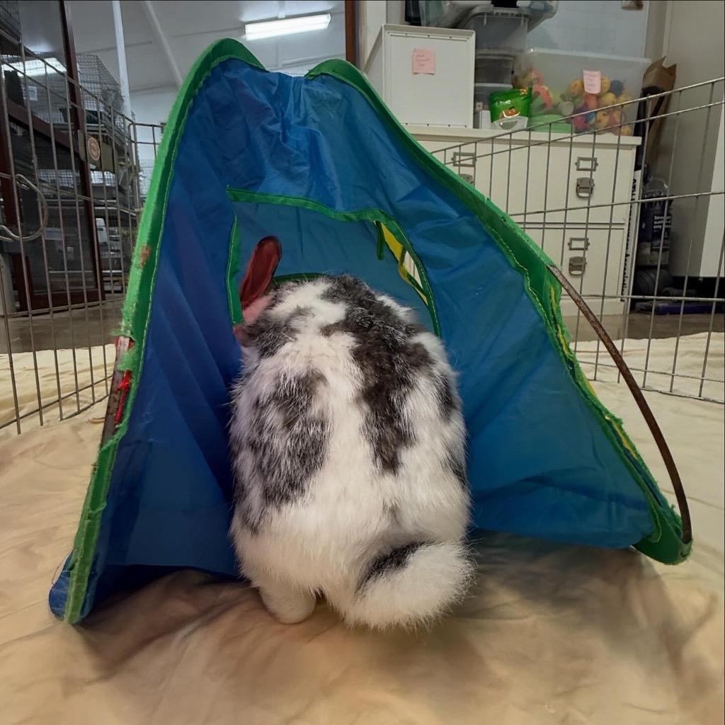 Eggnog, Adoptable, Adult Female English Spot.