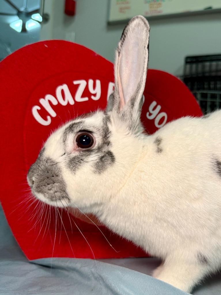 Enlarge Eggnog, a Adoptable English Spot in Pflugerville, TX image 2/6