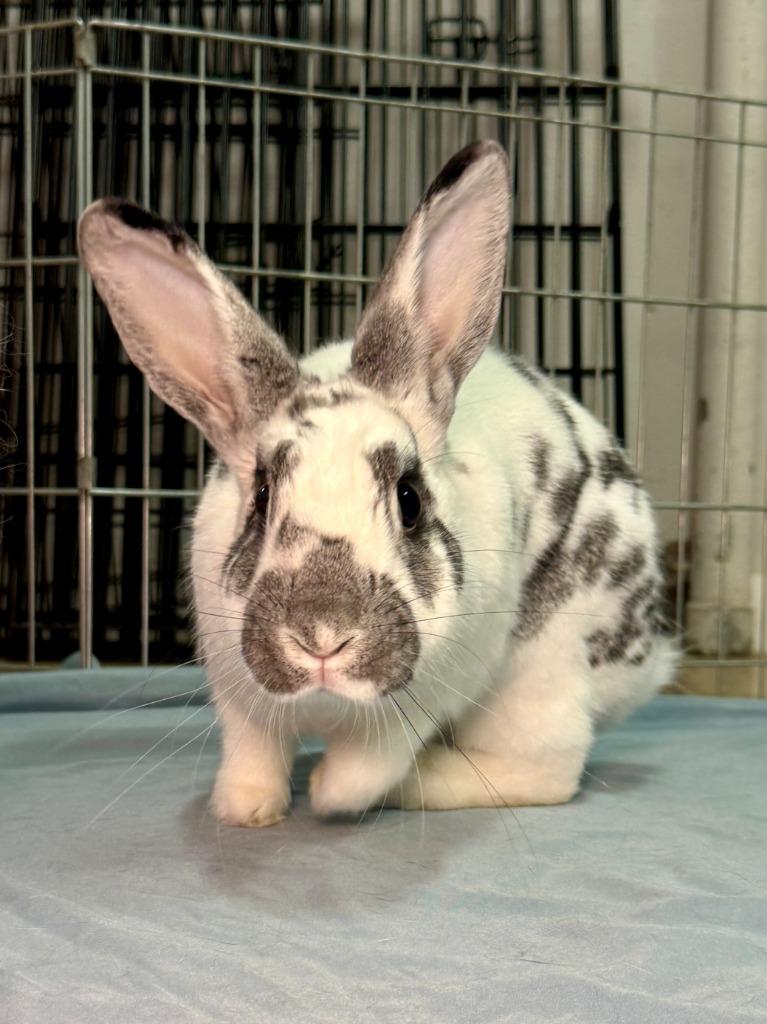 Enlarge Eggnog, a Adoptable English Spot in Pflugerville, TX image 6/6