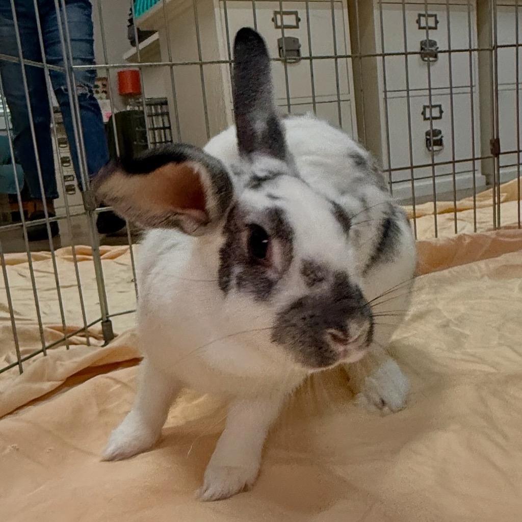 Enlarge Eggnog, a Adoptable English Spot in Pflugerville, TX image 3/3