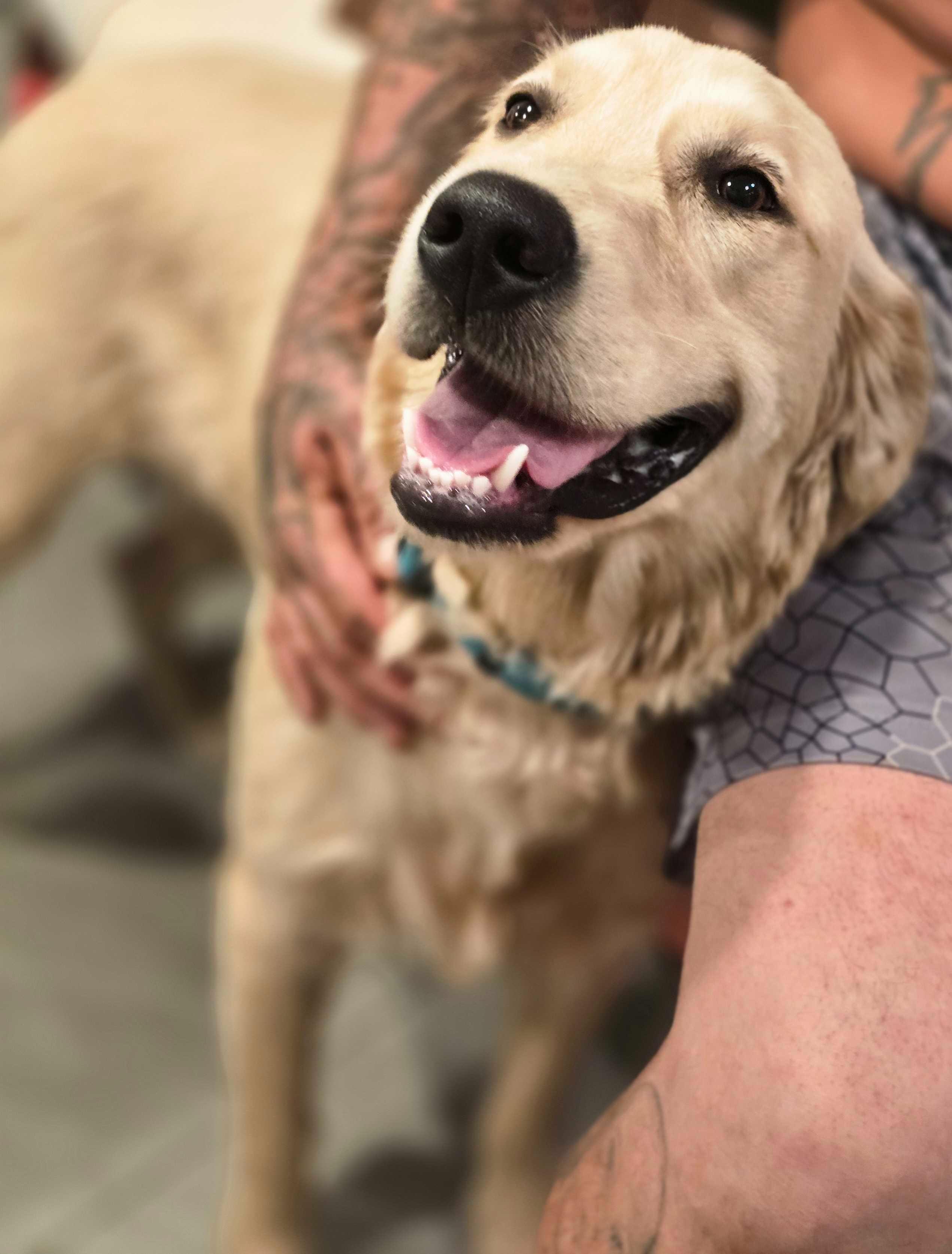 Enlarge Comet, a Adopted Golden Retriever in San Rafael, CA image 1/2