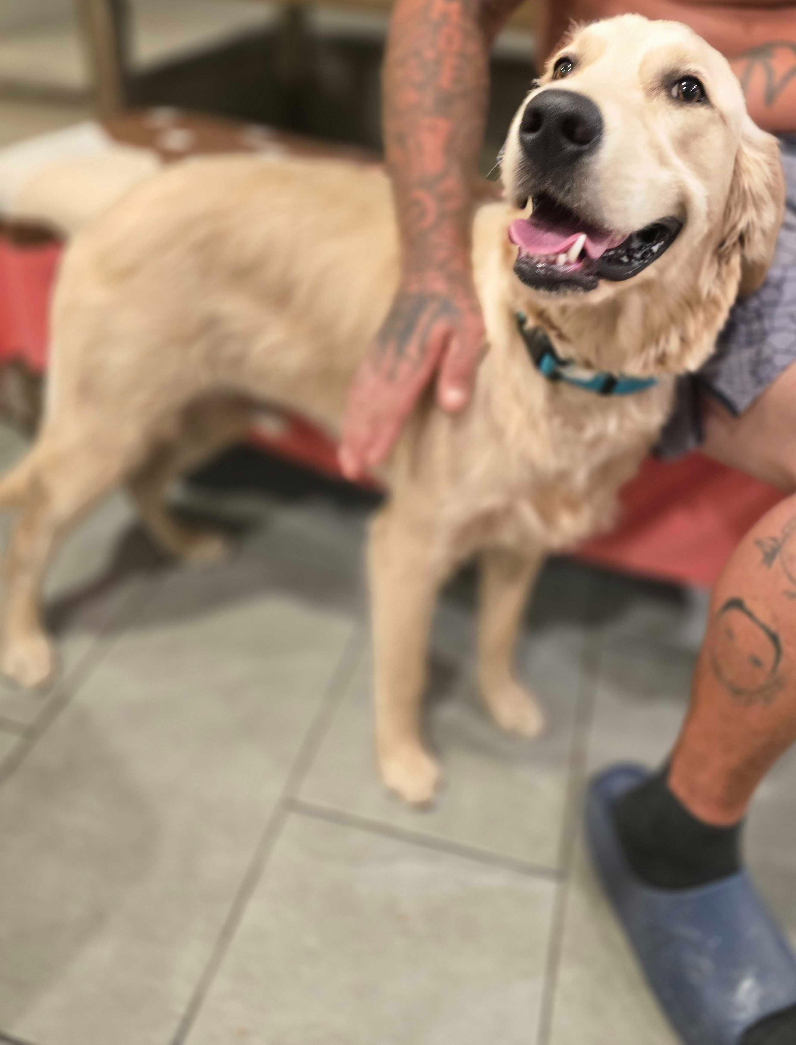 Enlarge Comet, a Adopted Golden Retriever in San Rafael, CA image 2/2