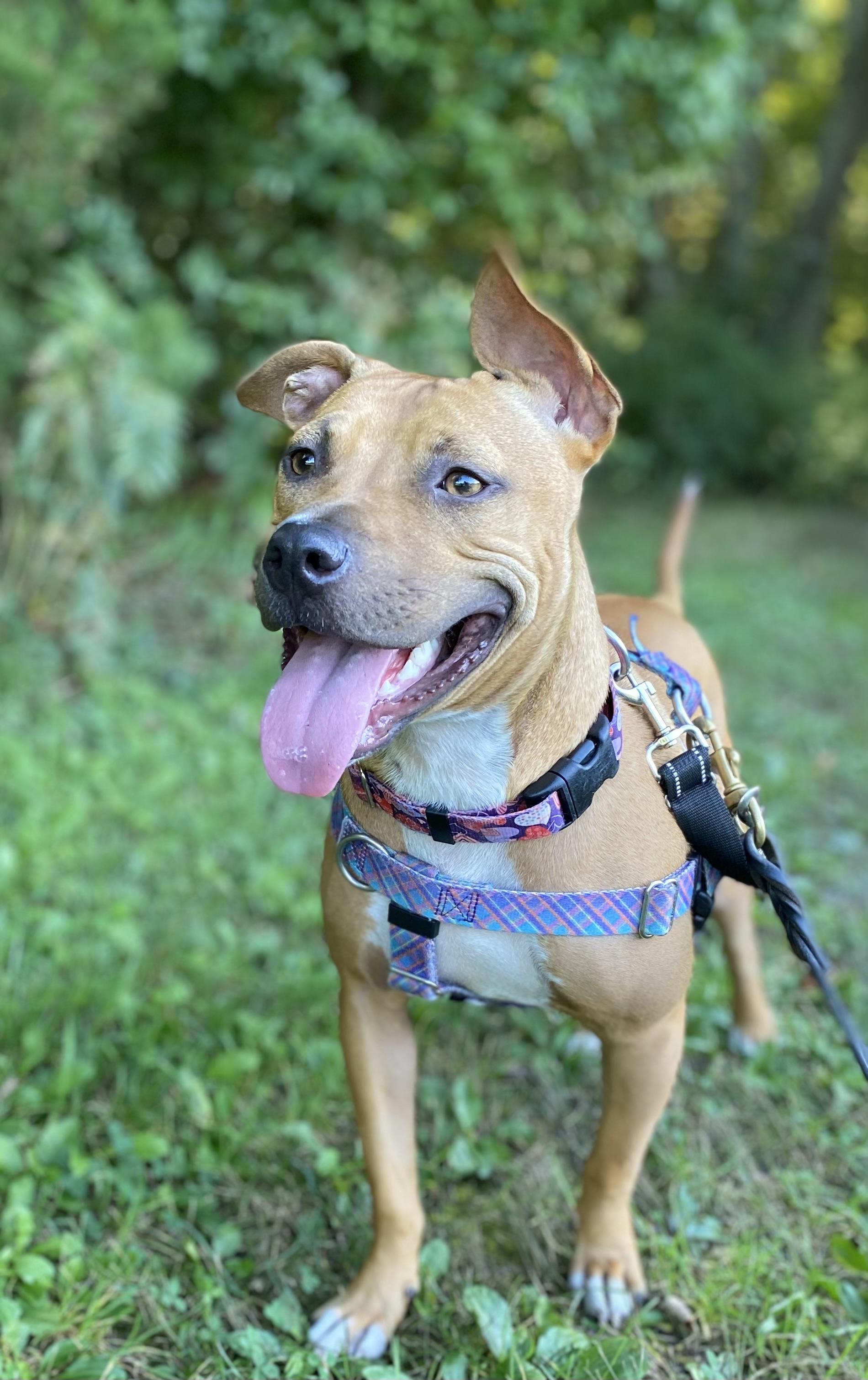 Fiona, Adoptable, Young Female Pit Bull Terrier.