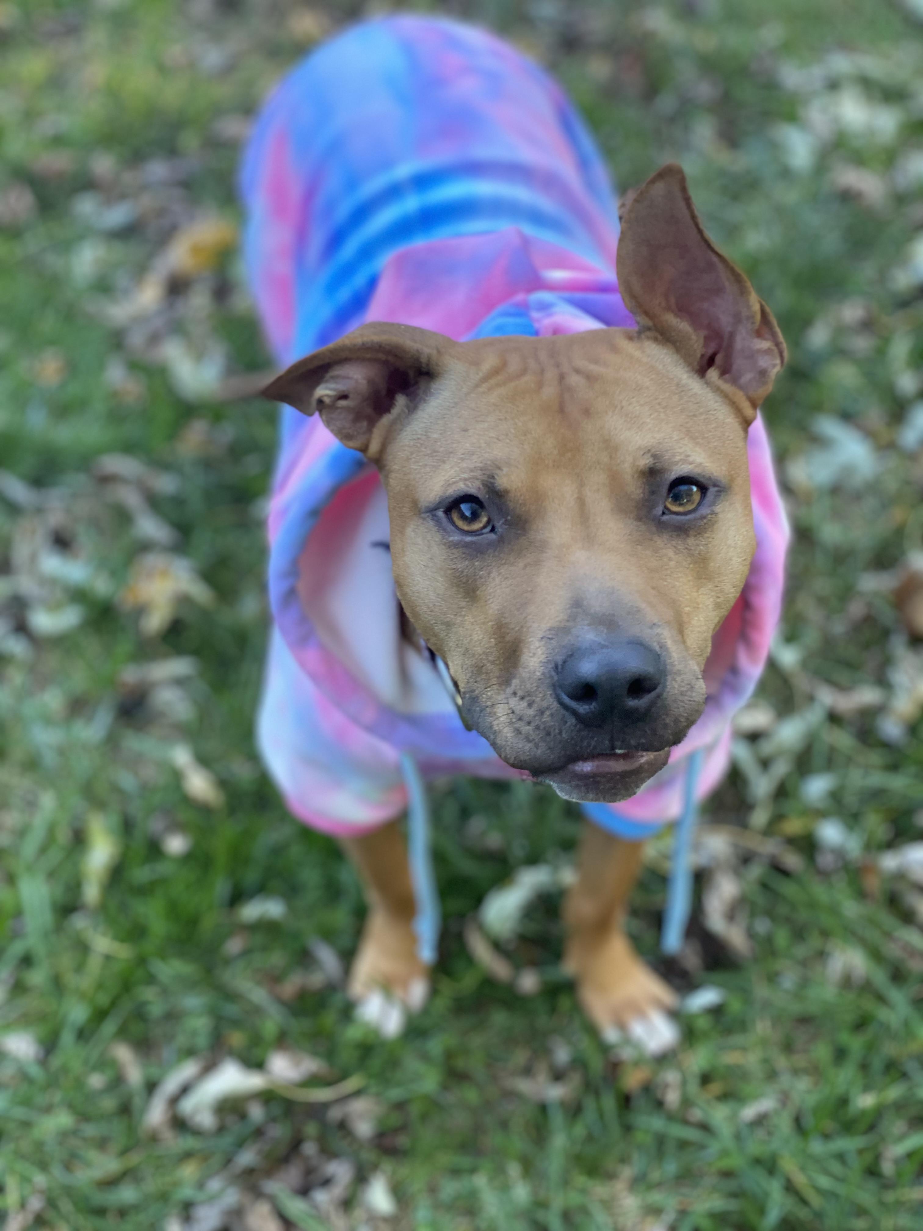 Fiona, Adoptable, Young Female Pit Bull Terrier.