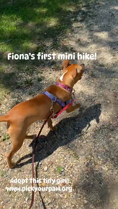 Enlarge Fiona, a Adoptable Pit Bull Terrier video 6/6