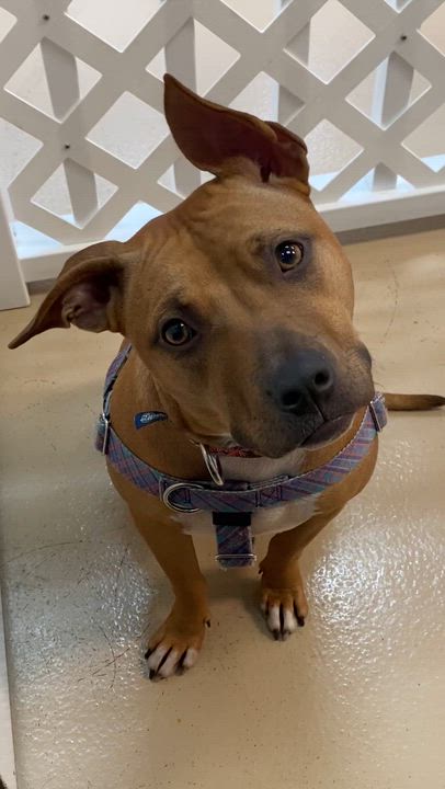 Enlarge Fiona, a Adoptable Pit Bull Terrier video 2/6