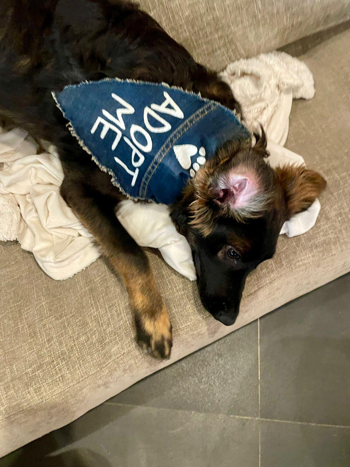 Enlarge Vito, an adopted mixed breed in San Jose, CA image 2/6