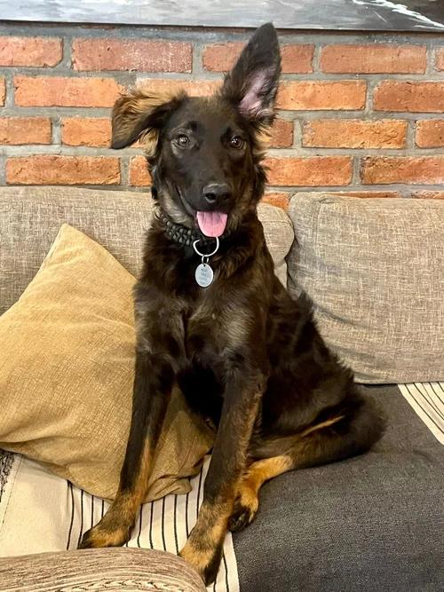 Enlarge Vito, an adopted mixed breed in San Jose, CA image 1/6