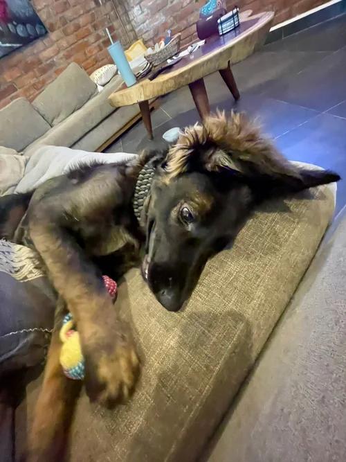 Enlarge Vito, an adopted mixed breed in San Jose, CA image 4/6