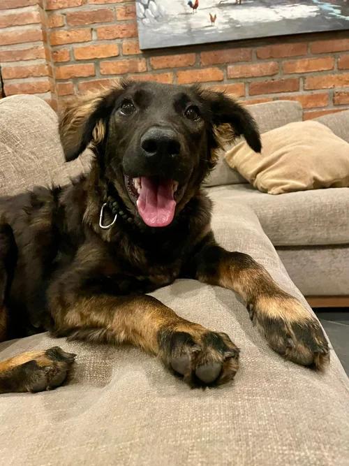 Enlarge Vito, an adopted mixed breed in San Jose, CA image 5/6