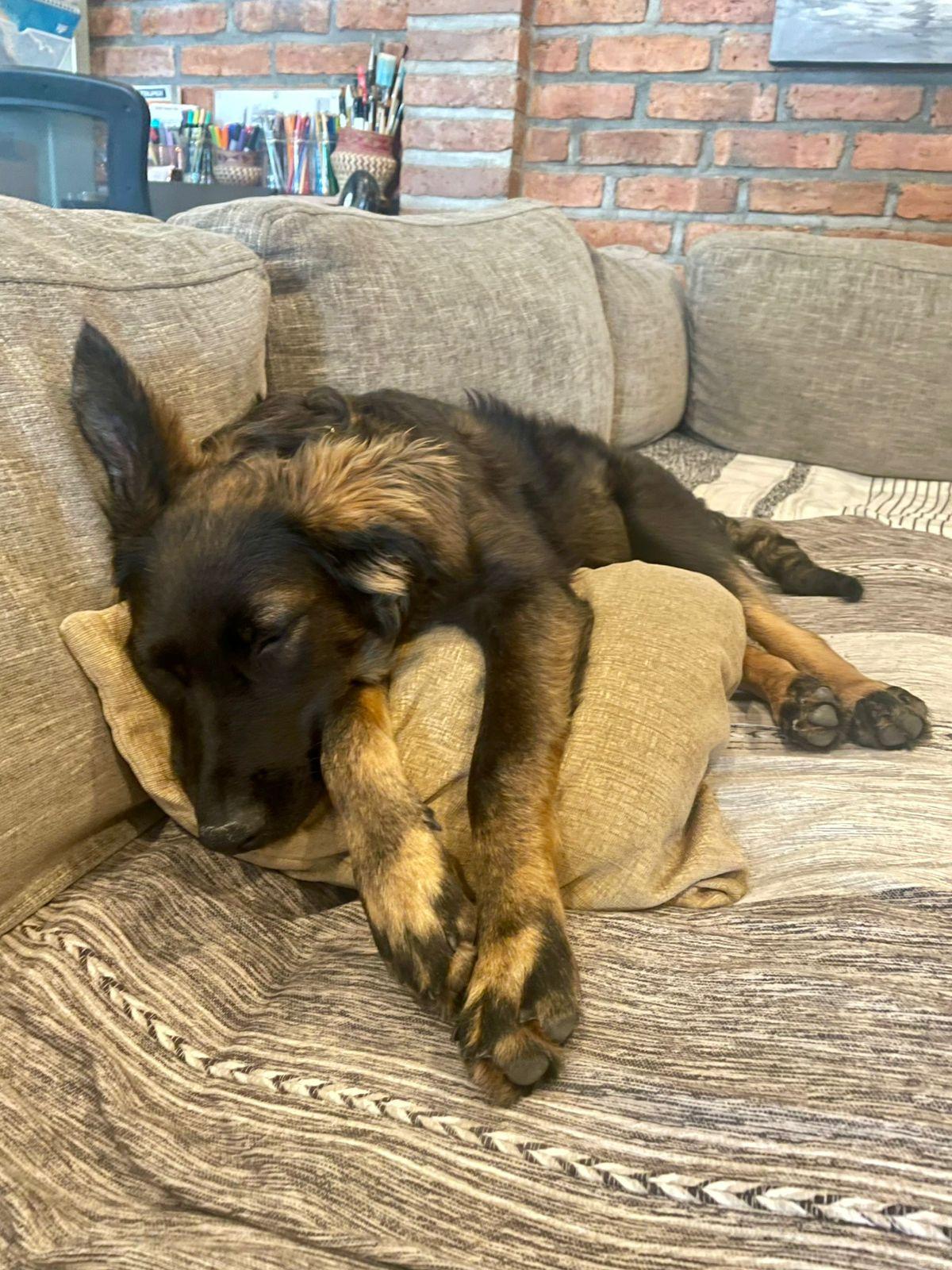 Enlarge Vito, an adopted mixed breed in San Jose, CA image 3/6