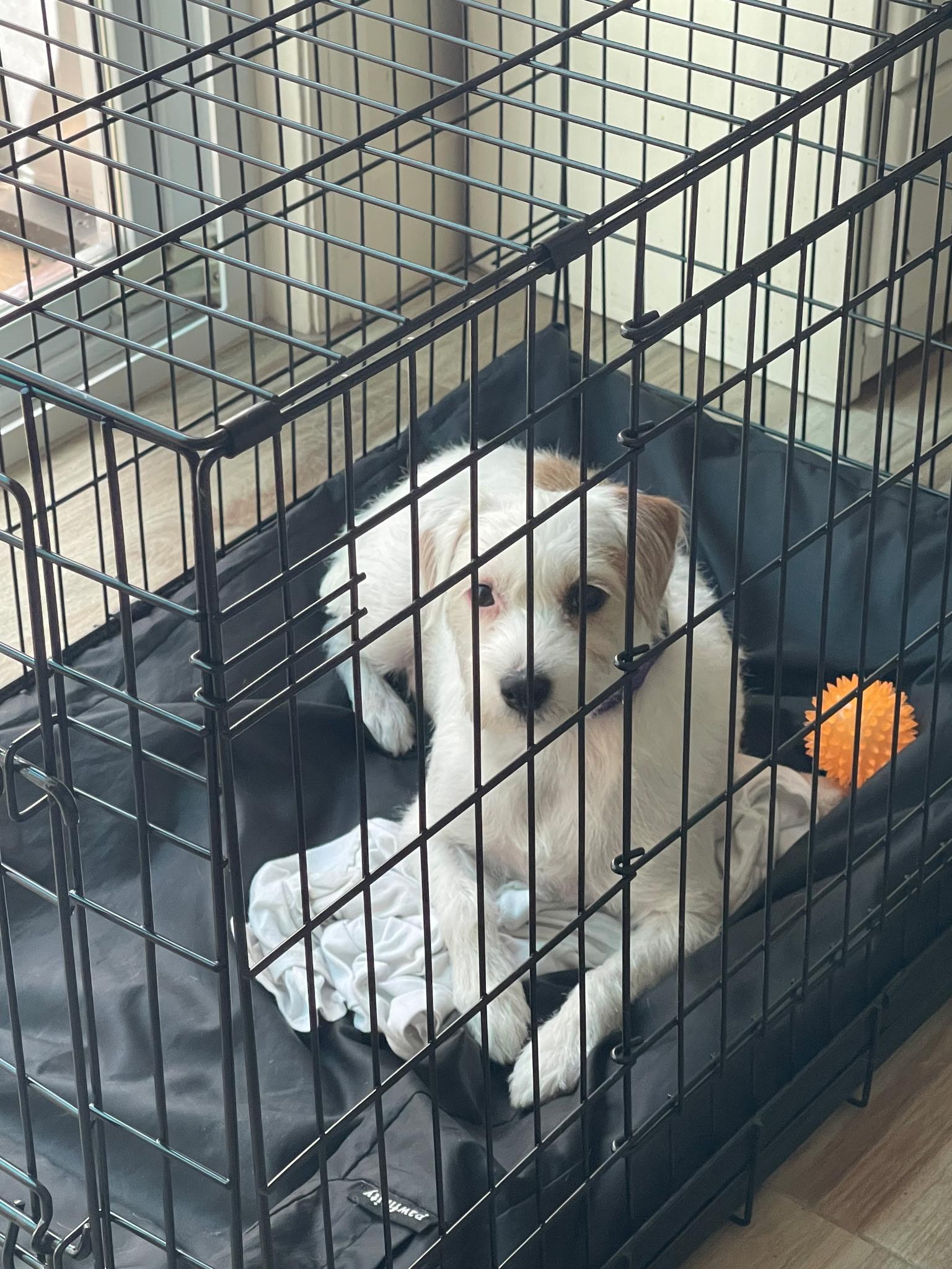 Enlarge Thea, a Adoptable mixed breed in Odessa, FL image 6/6