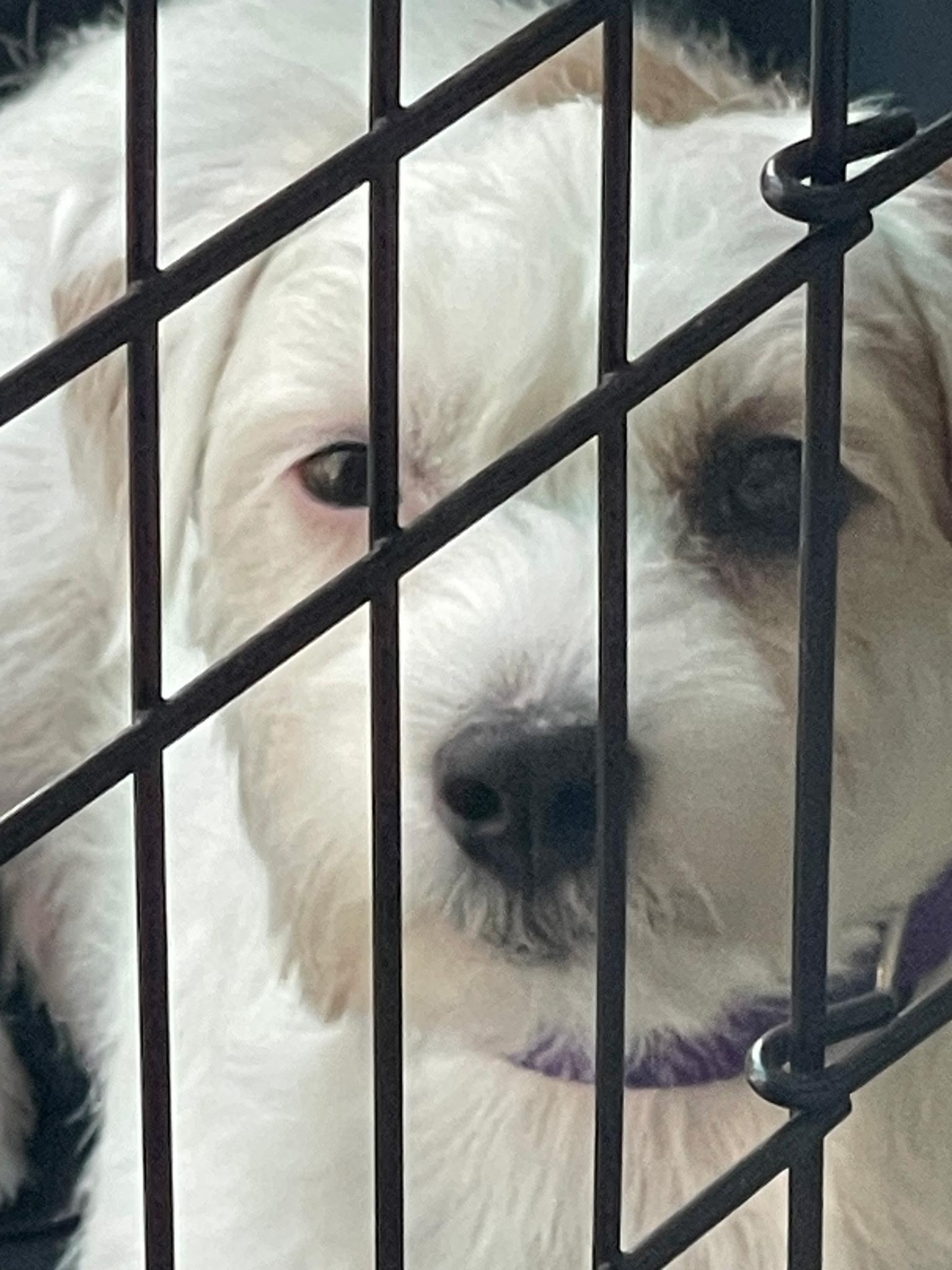Enlarge Thea, a Adoptable mixed breed in Odessa, FL image 5/6