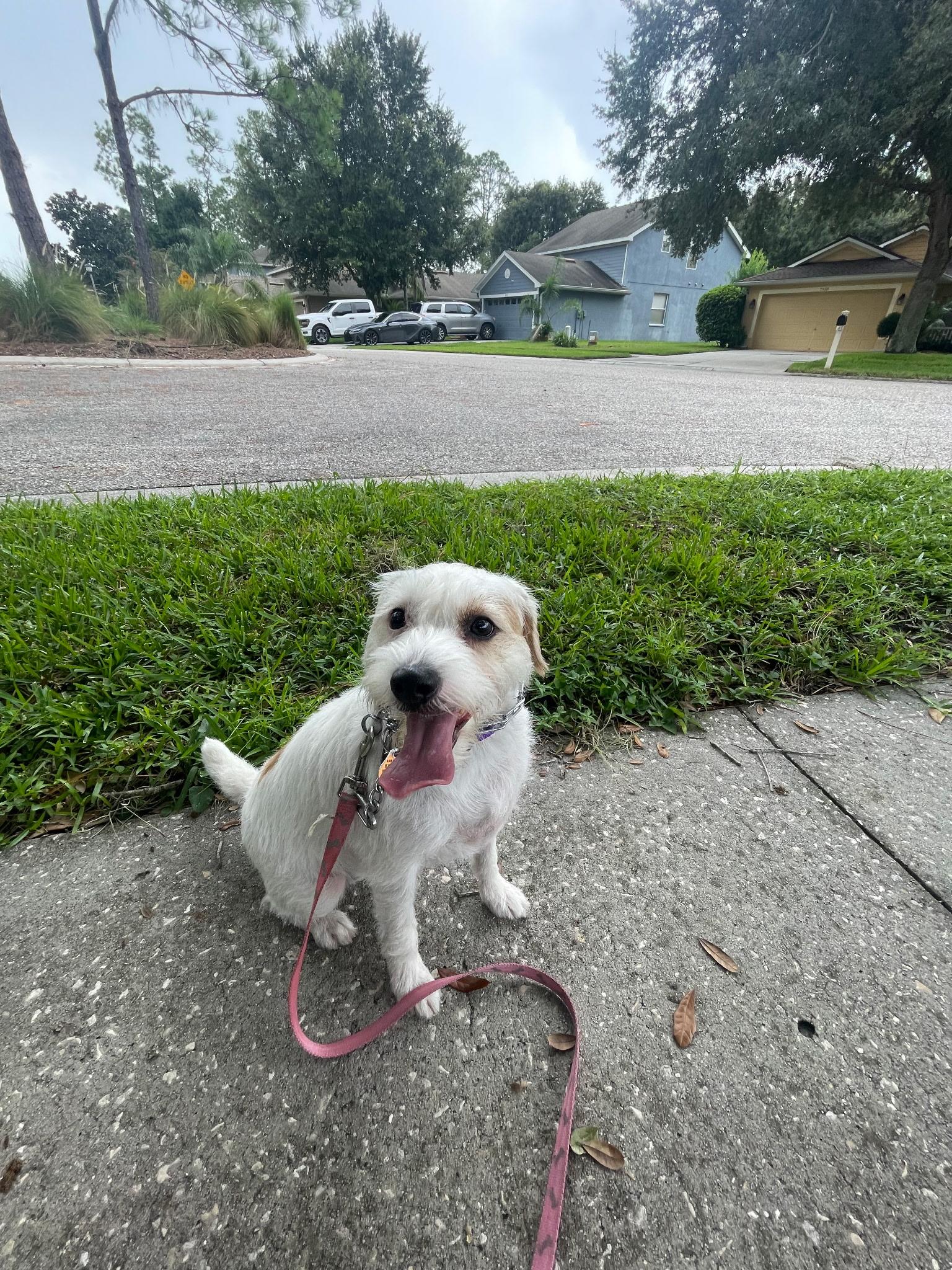 Enlarge Thea, a Adoptable mixed breed in Odessa, FL image 2/6