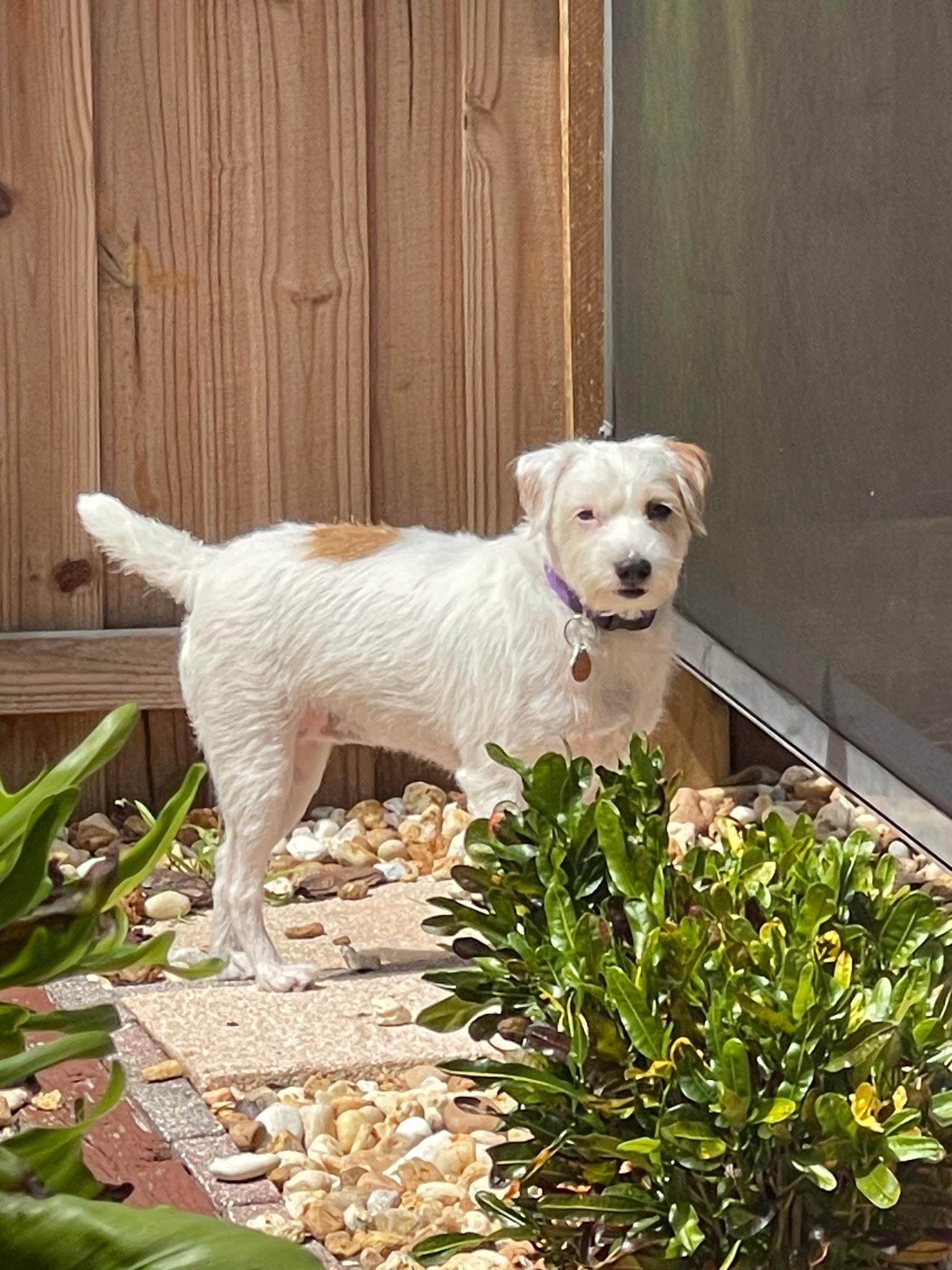Enlarge Thea, a Adoptable mixed breed in Odessa, FL image 3/6