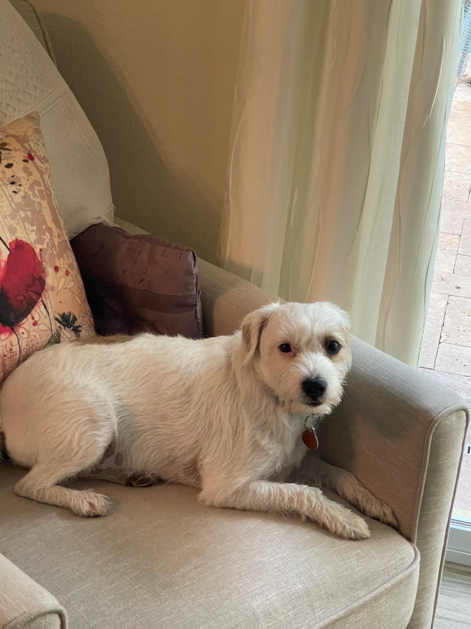 Thea, Adoptable, Young Female Jack Russell Terrier & Chihuahua.