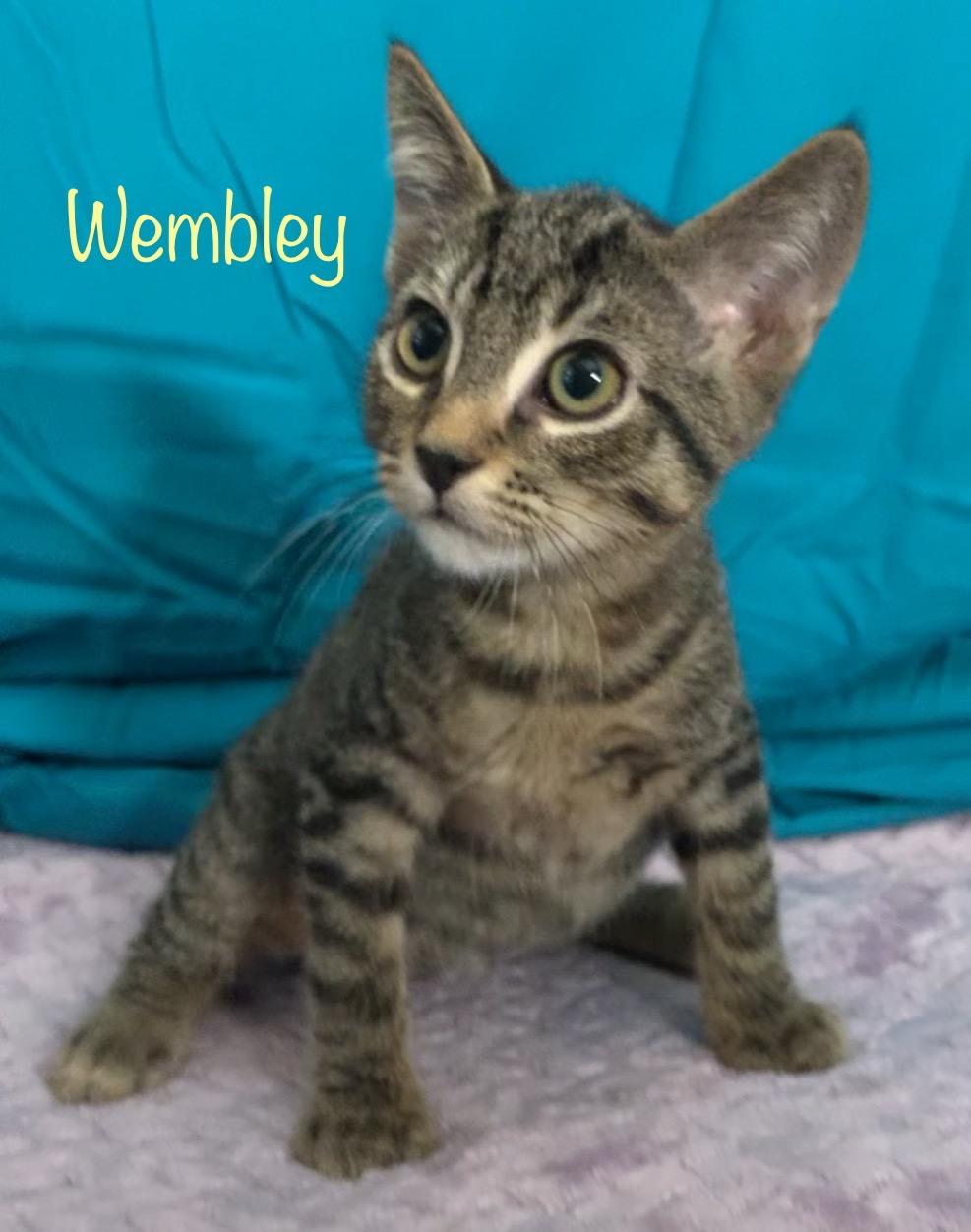 Wembley, a ADOPTABLE Tabby in Dixon, CA image 2/2