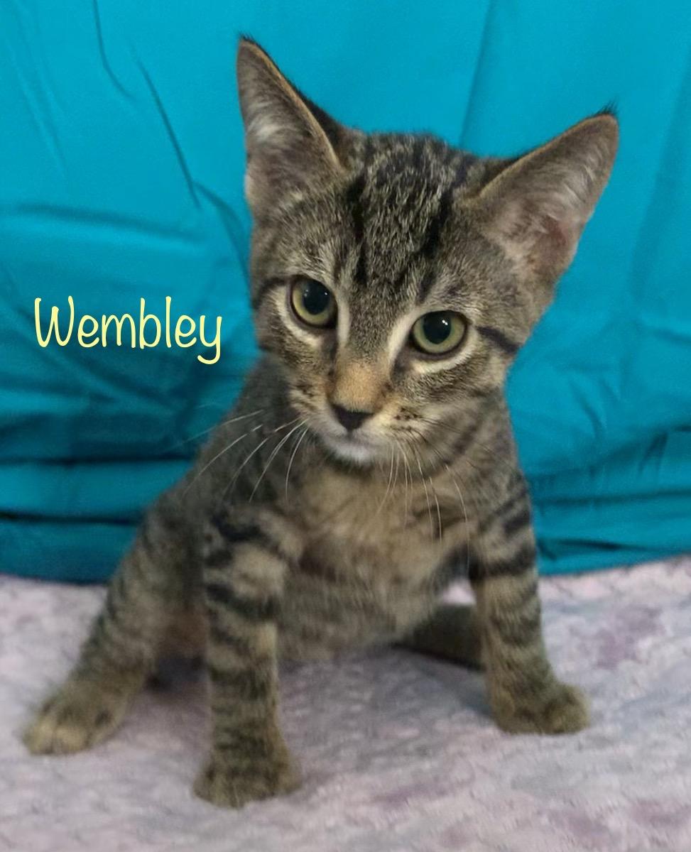Wembley, a ADOPTABLE Tabby in Dixon, CA image 1/2