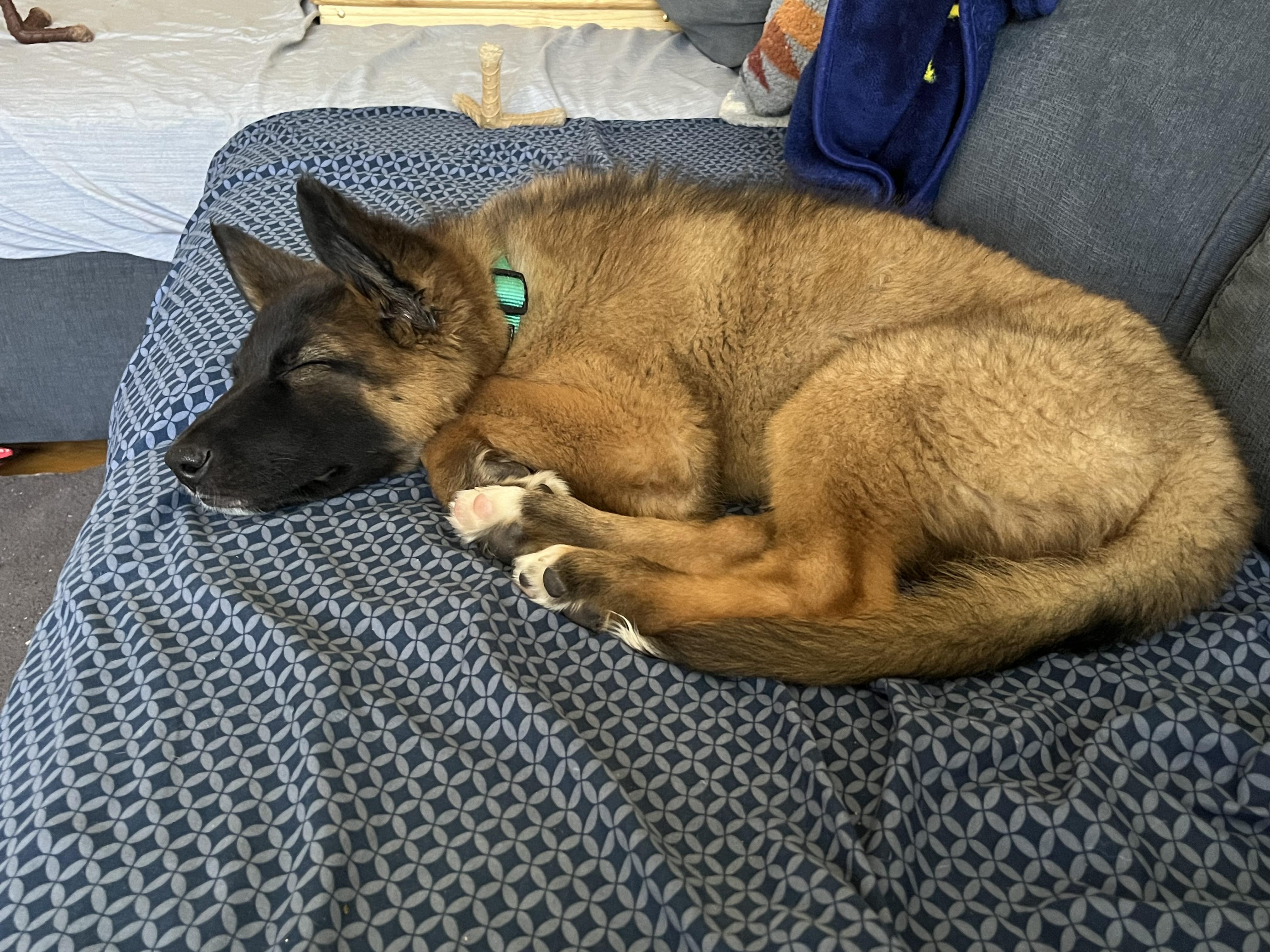 Mocha, an adopted mixed breed in Crystal Lake, IL image 3/6