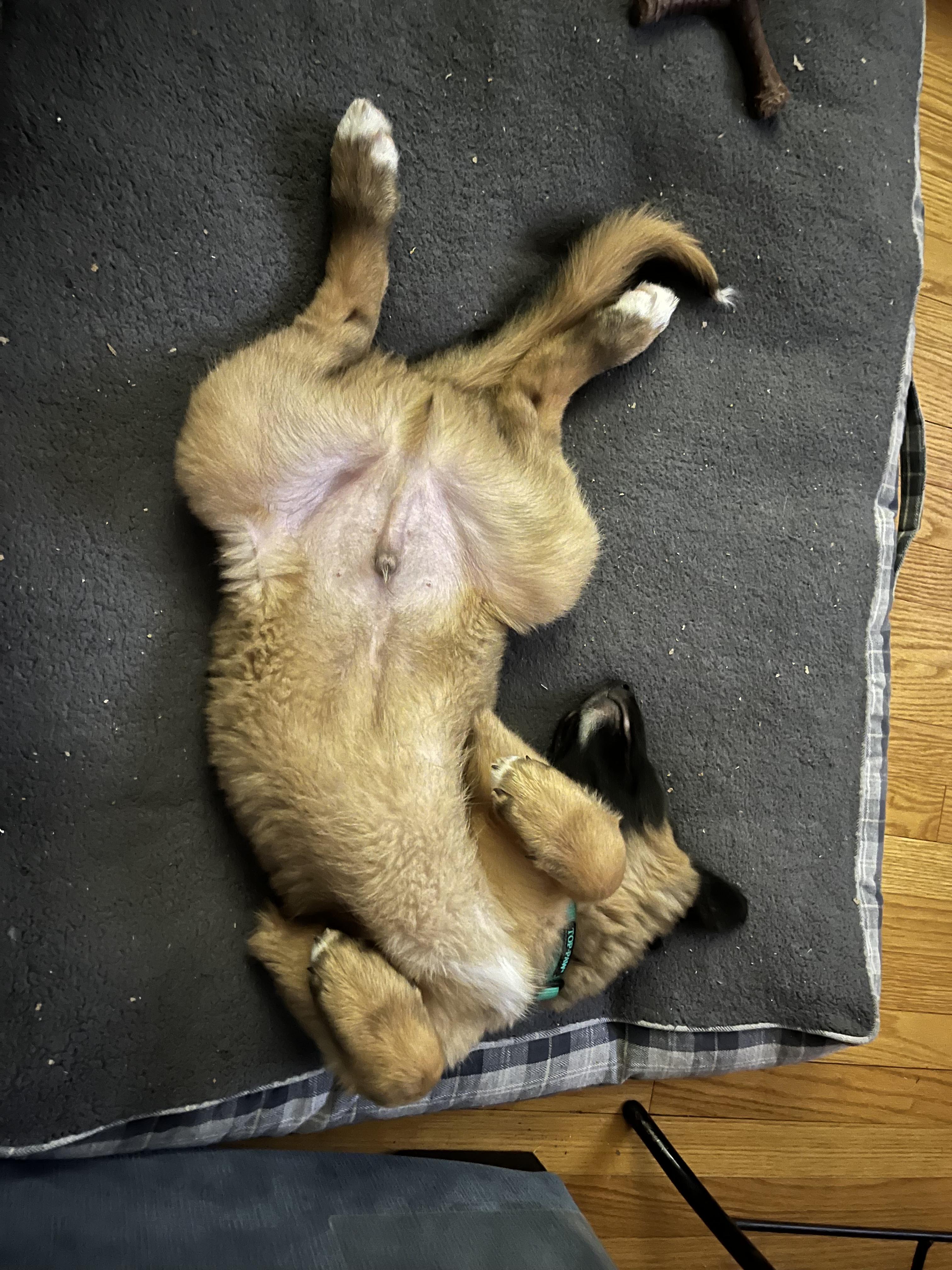 Mocha, an adopted mixed breed in Crystal Lake, IL image 2/6