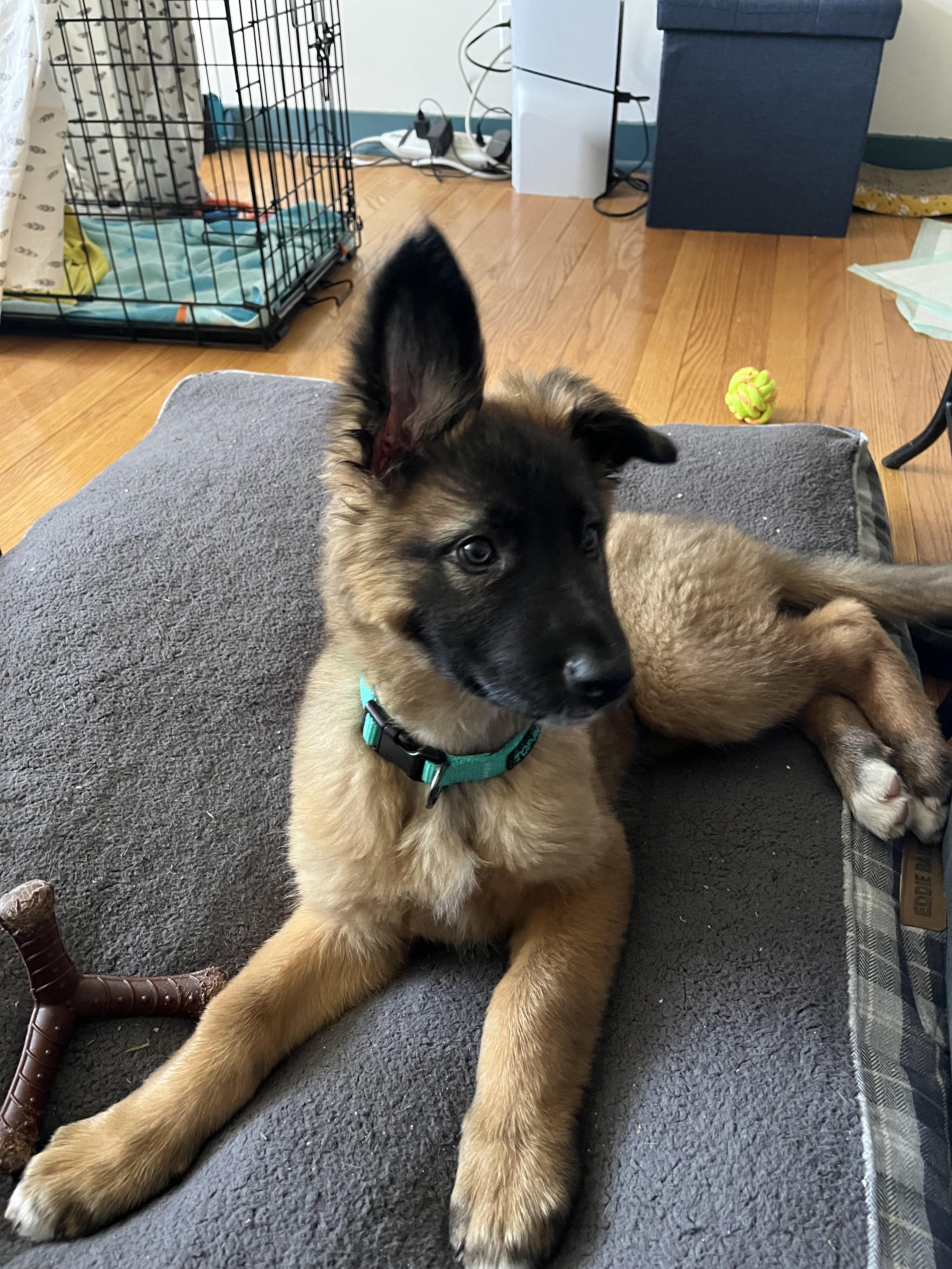 Mocha, an adopted mixed breed in Crystal Lake, IL image 1/6