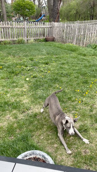 Enlarge Mocha, an adopted mixed breed in Crystal Lake, IL video 5/6