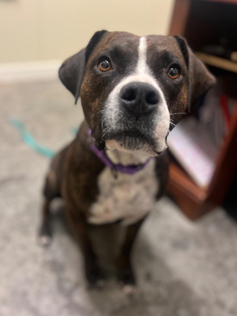 Petunia, Adoptable, Young Female Pit Bull Terrier & Mixed Breed.
