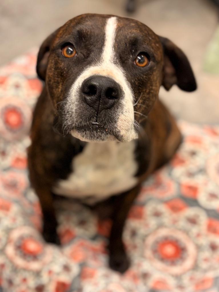 Petunia, a Adoptable mixed breed in Neosho, MO image 5/6