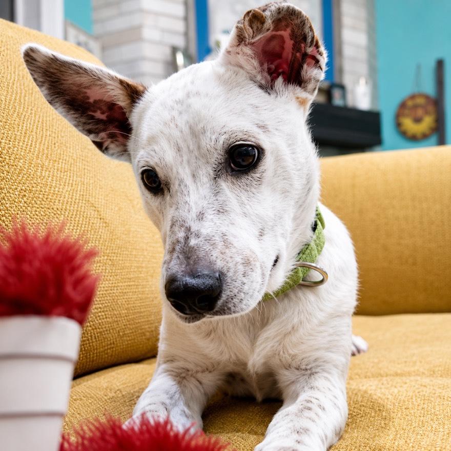 Enlarge Jingle, an adopted mixed breed in Houston, TX image 2/4