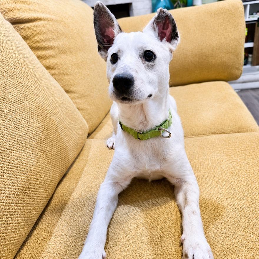 Enlarge Jingle, an adopted mixed breed in Houston, TX image 3/4