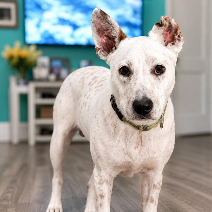 Enlarge Jingle, an adopted mixed breed in Houston, TX image 1/4