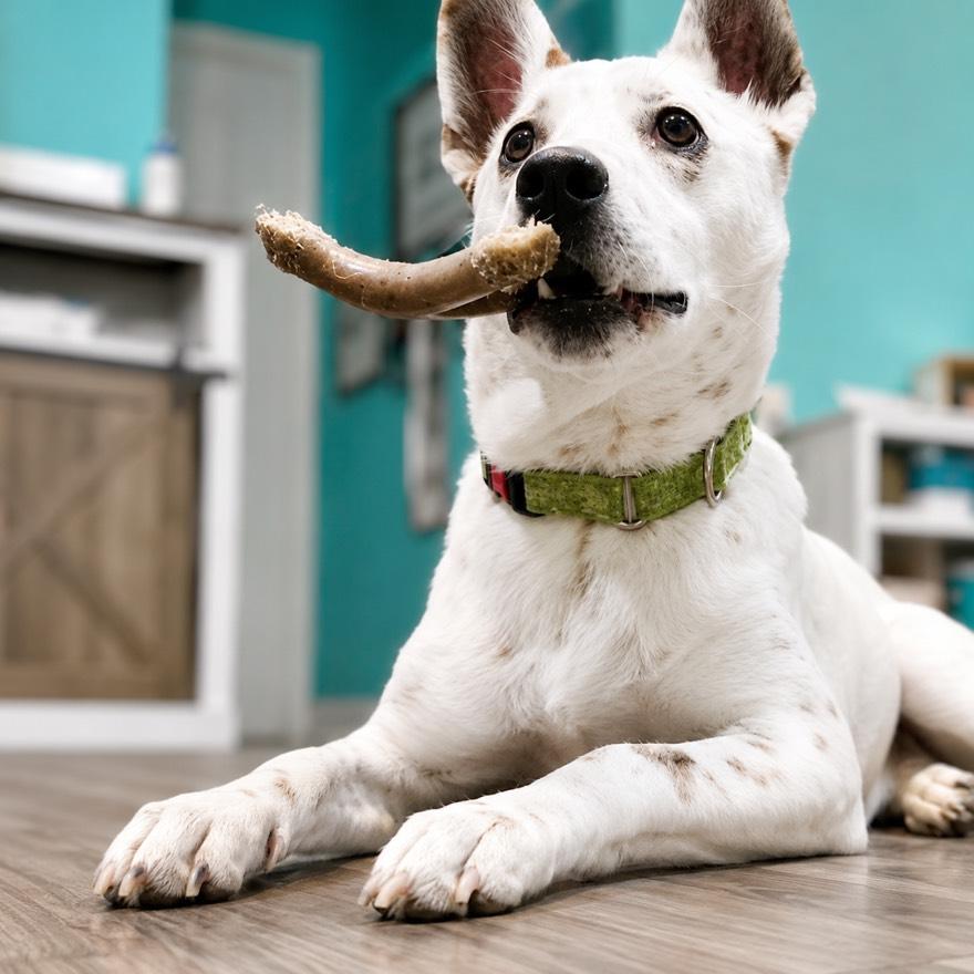 Enlarge Jingle, an adopted mixed breed in Houston, TX image 4/4