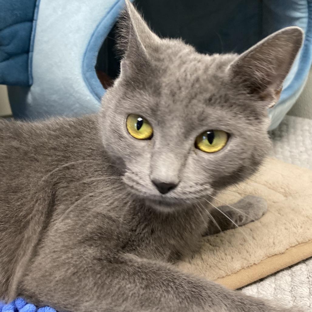 Enlarge Grogu, a Adoptable Domestic Short Hair in Fletcher, NC image 2/5