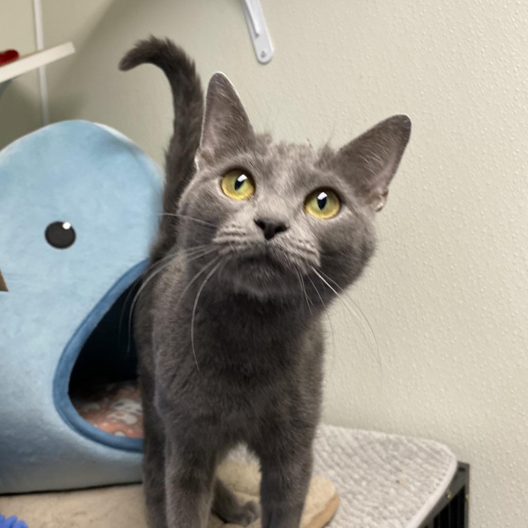 Enlarge Grogu, a Adoptable Domestic Short Hair in Fletcher, NC image 3/5