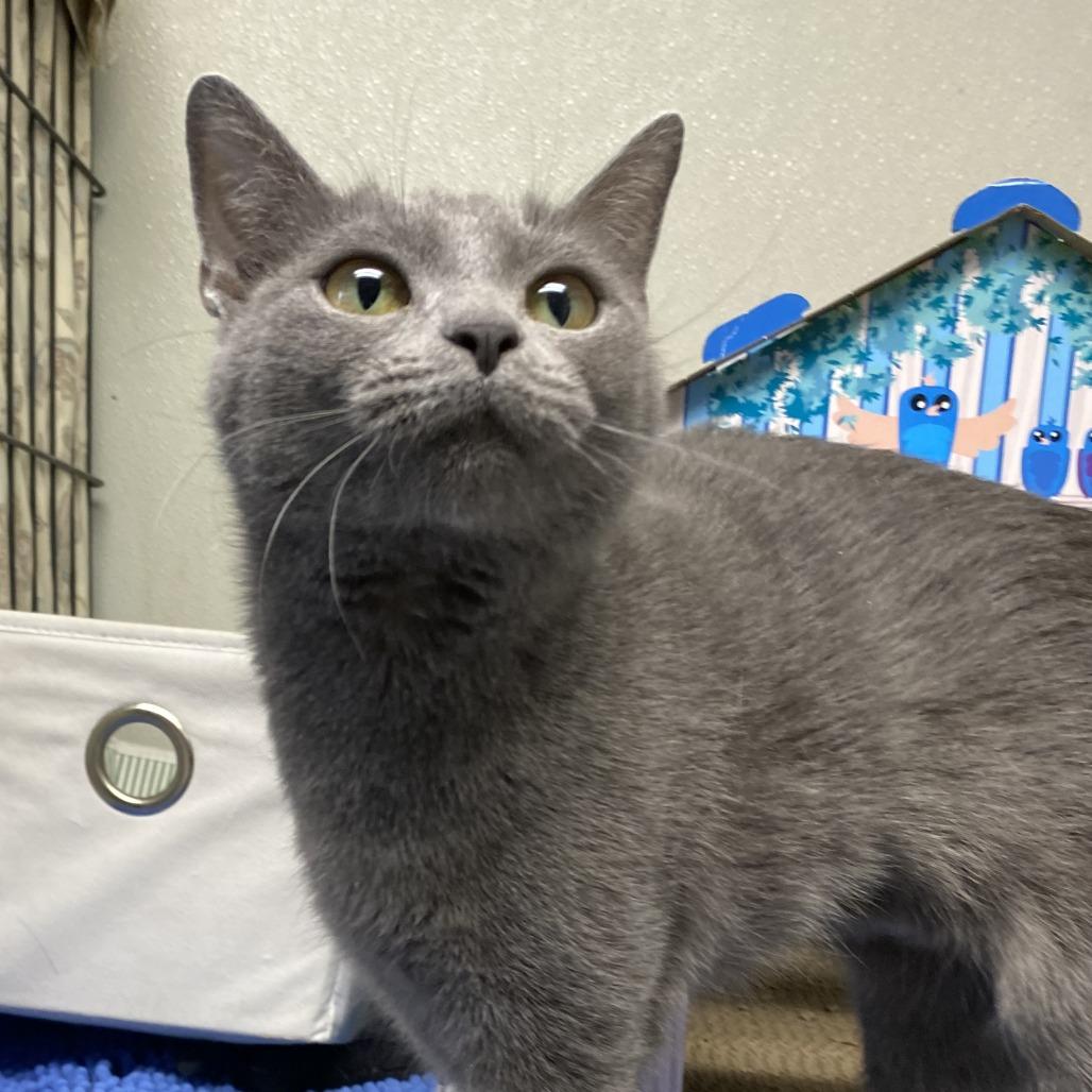 Enlarge Grogu, a Adoptable Domestic Short Hair in Fletcher, NC image 4/5