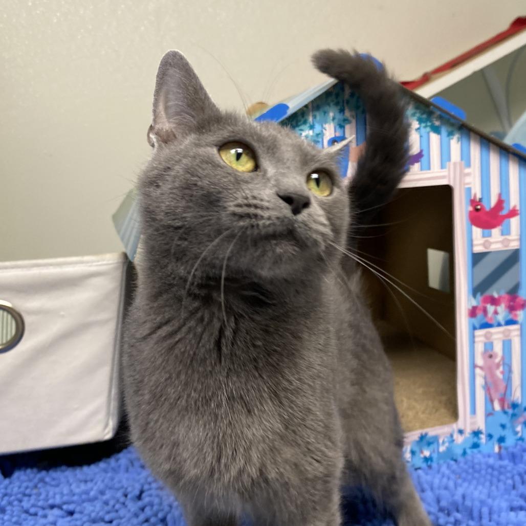 Enlarge Grogu, a Adoptable Domestic Short Hair in Fletcher, NC image 5/5