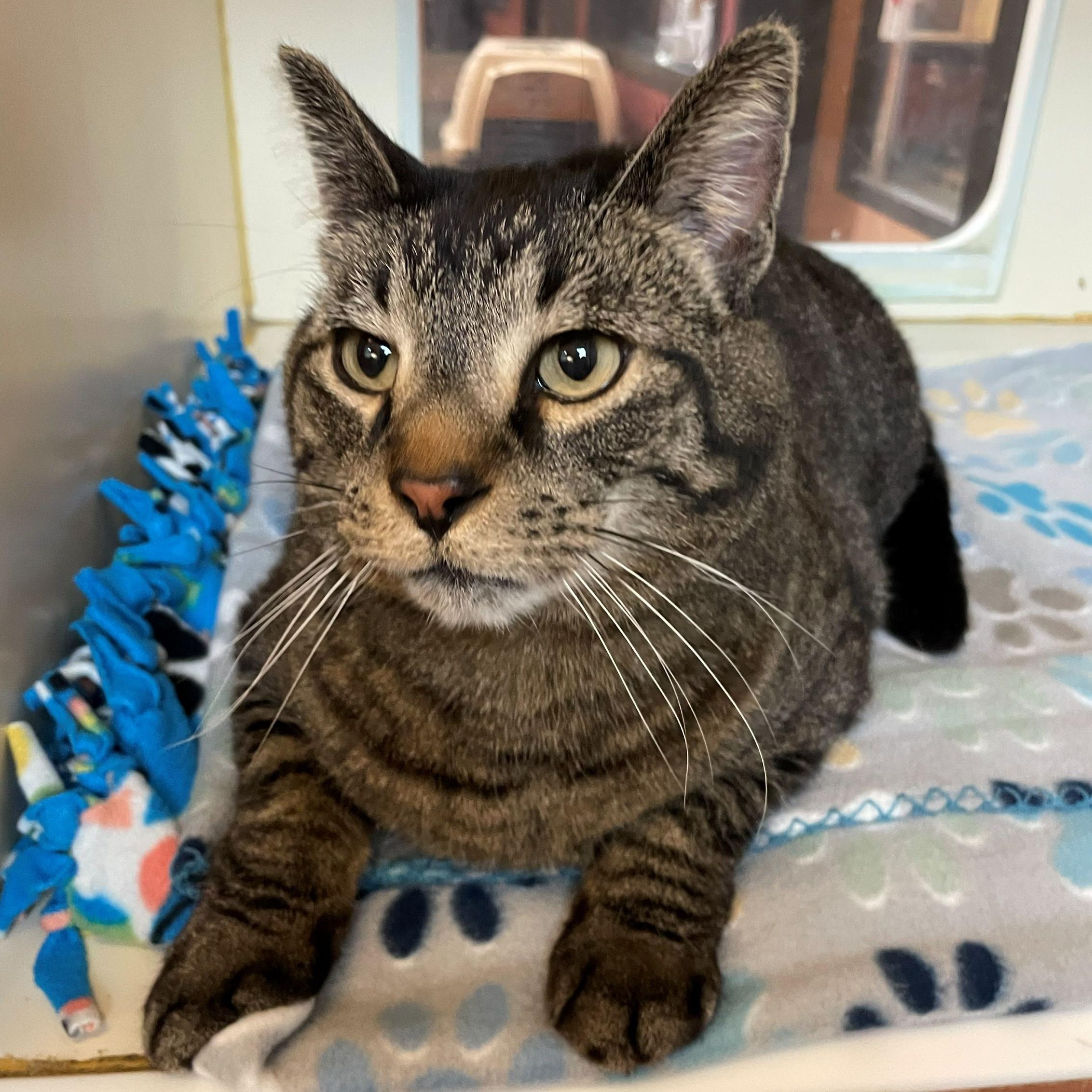 Shaman, adoptable, Senior Male Domestic Short Hair.