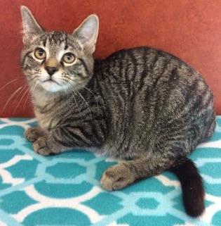 Enlarge Shaman, an adoptable Domestic Short Hair in Rochester, MN image 4/4