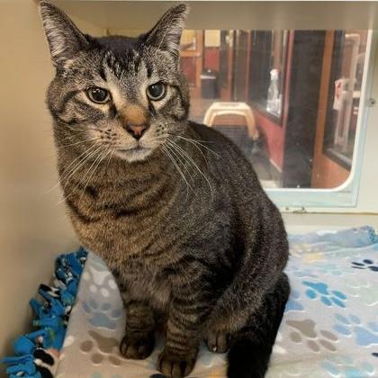 Enlarge Shaman, an adoptable Domestic Short Hair in Rochester, MN image 3/4
