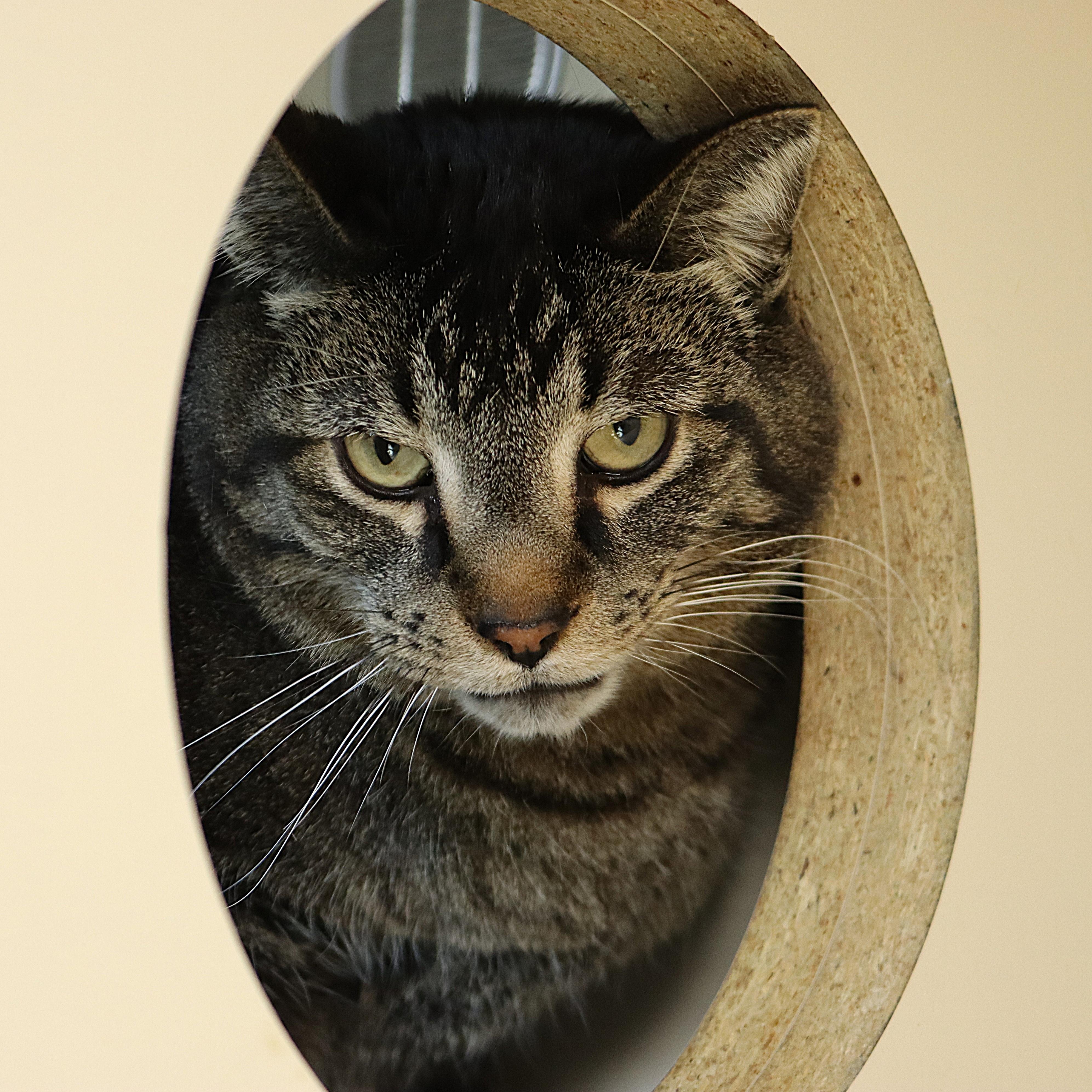 Enlarge Shaman, an adoptable Domestic Short Hair in Rochester, MN image 2/4