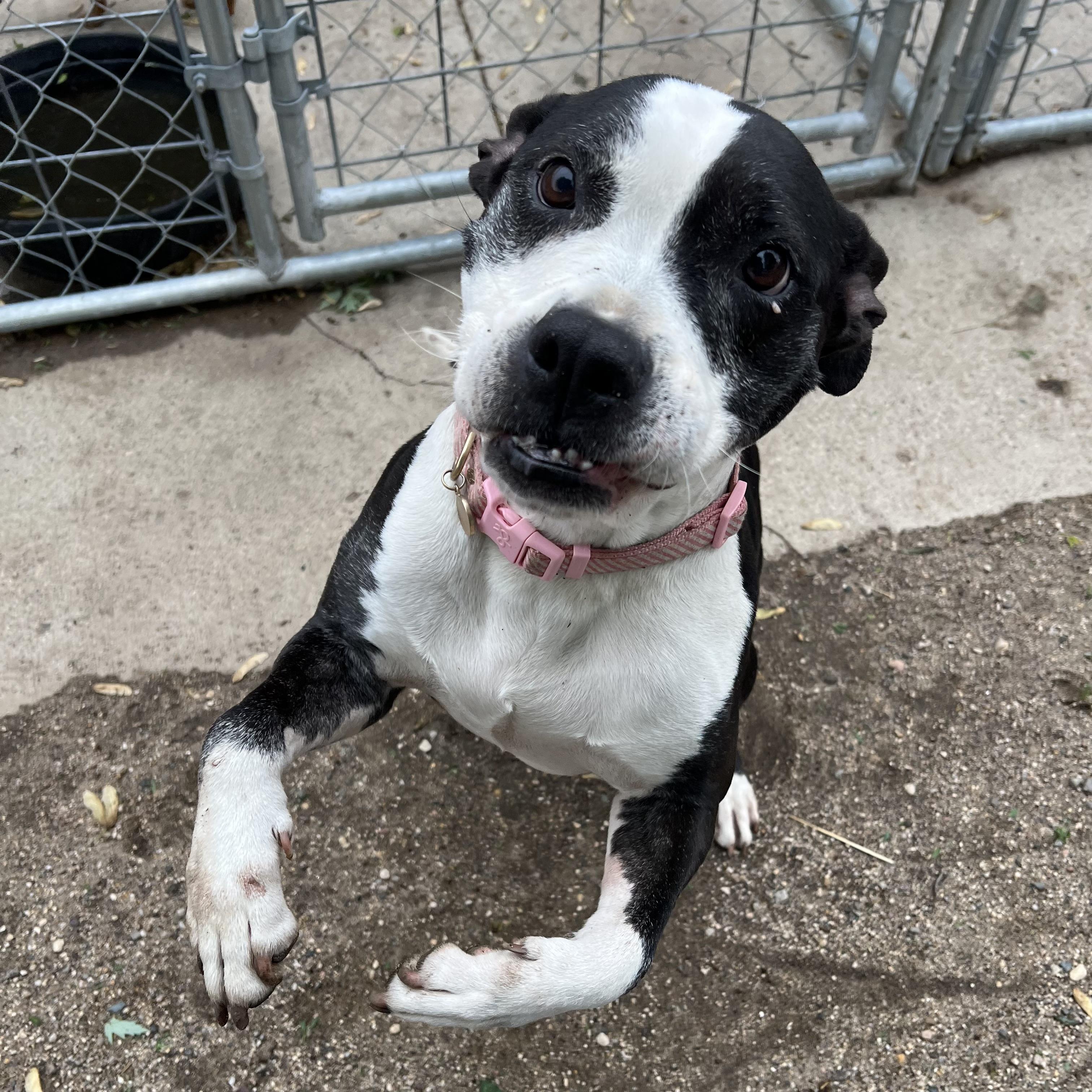 Enlarge Jewels, a ADOPTABLE mixed breed in Fairmont, MN image 3/6