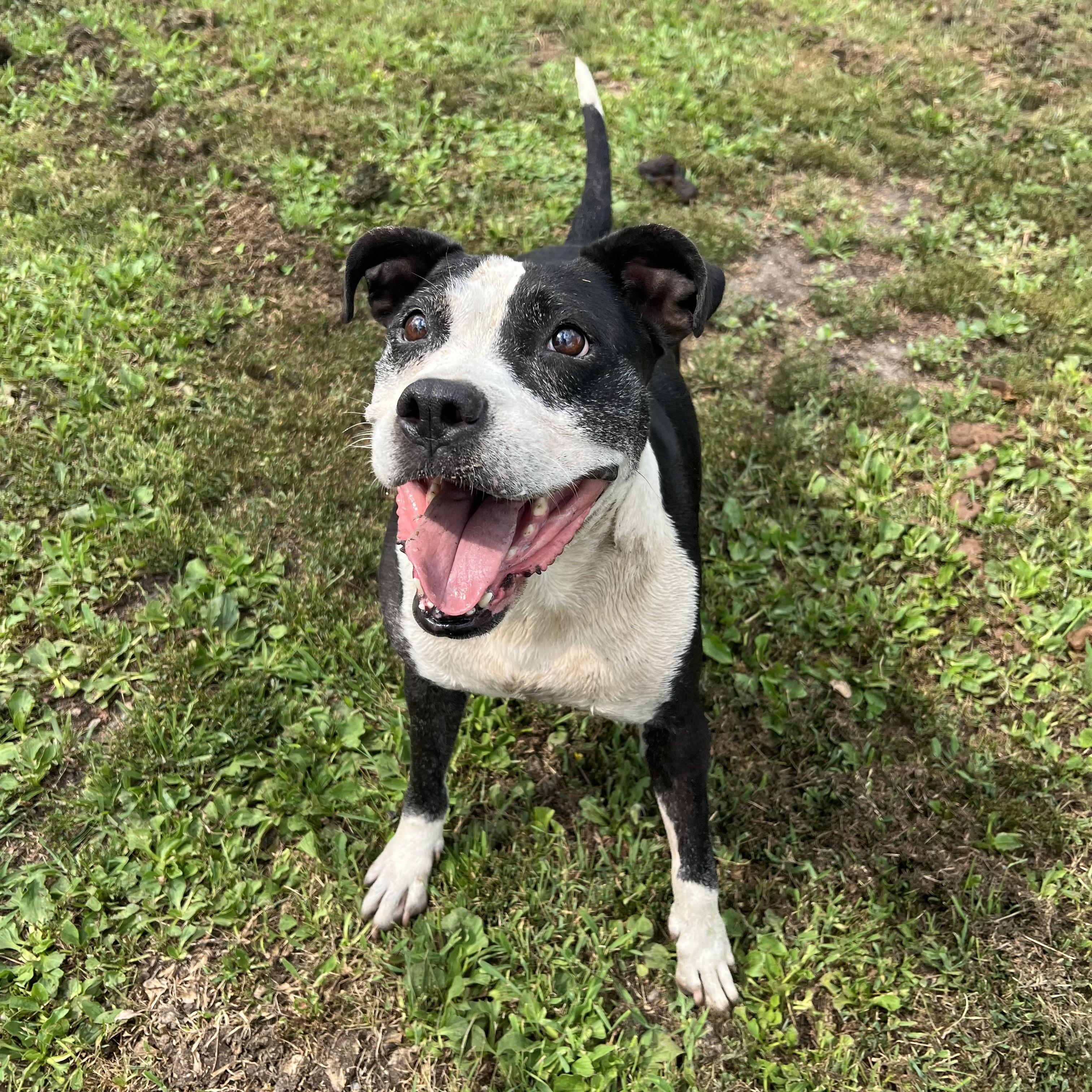 Jewels, a ADOPTABLE mixed breed in Fairmont, MN image 2/6