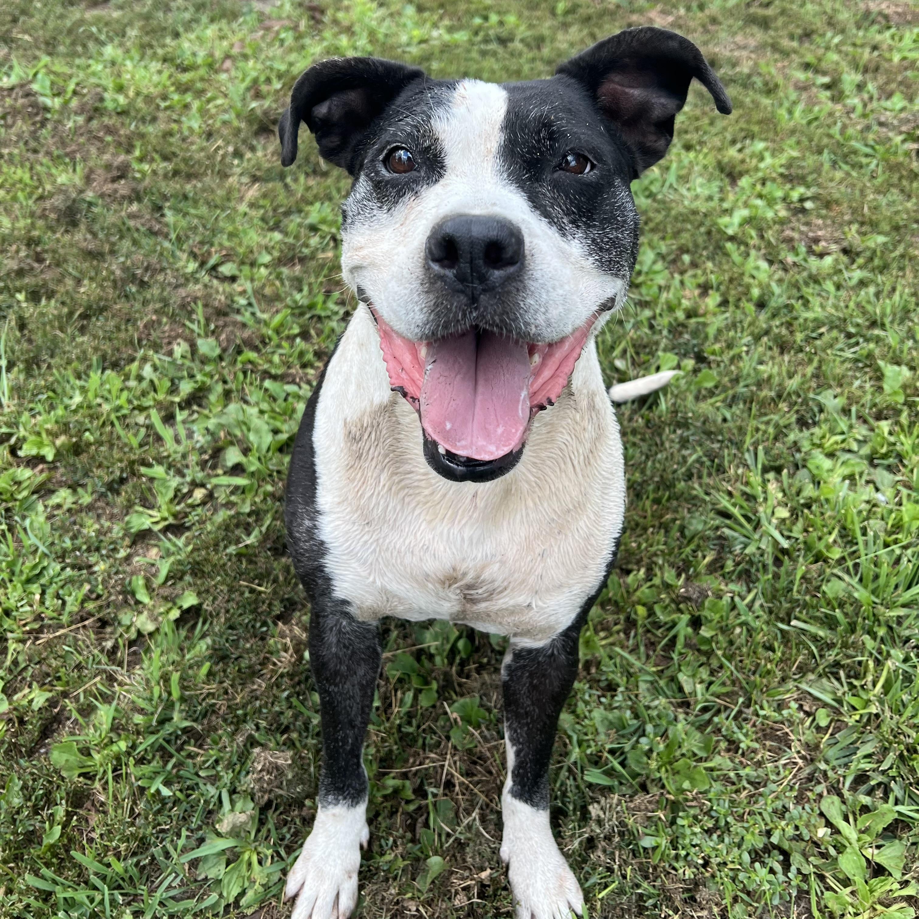 Jewels, a ADOPTABLE mixed breed in Fairmont, MN image 1/6