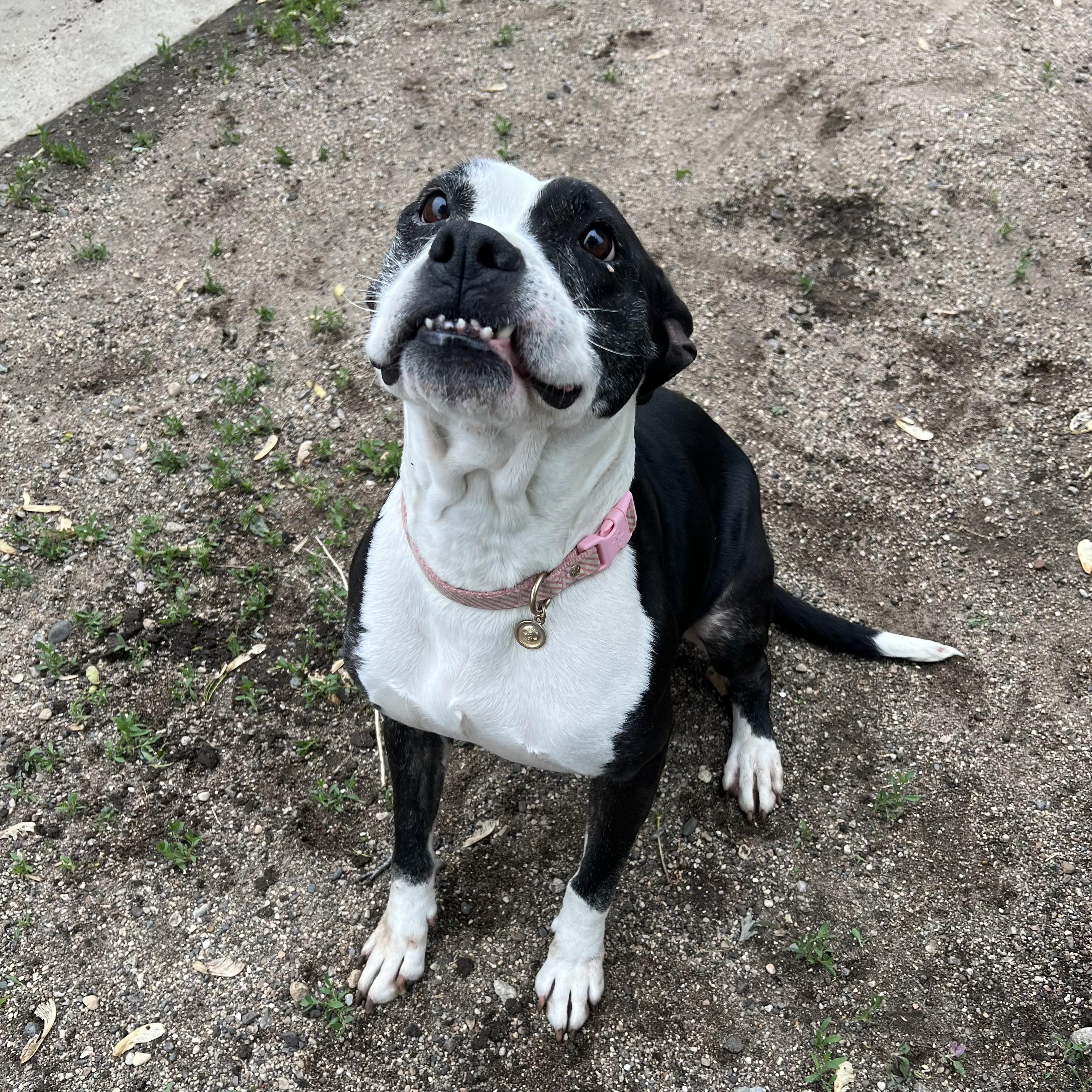 Enlarge Jewels, a ADOPTABLE mixed breed in Fairmont, MN image 1/6